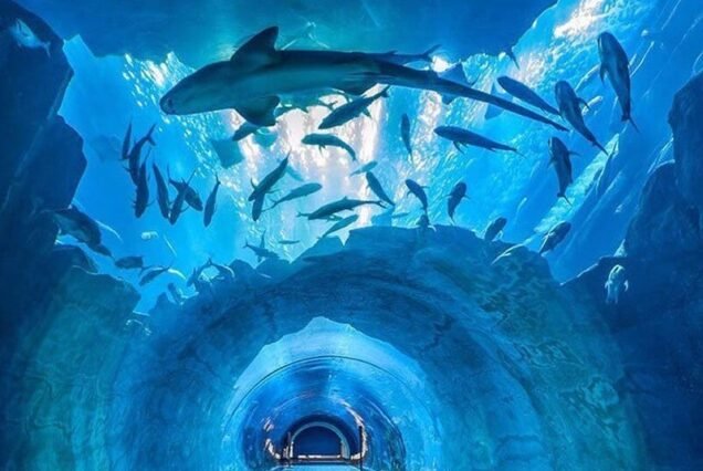 Dubai Aquarium and Underwater Zoo